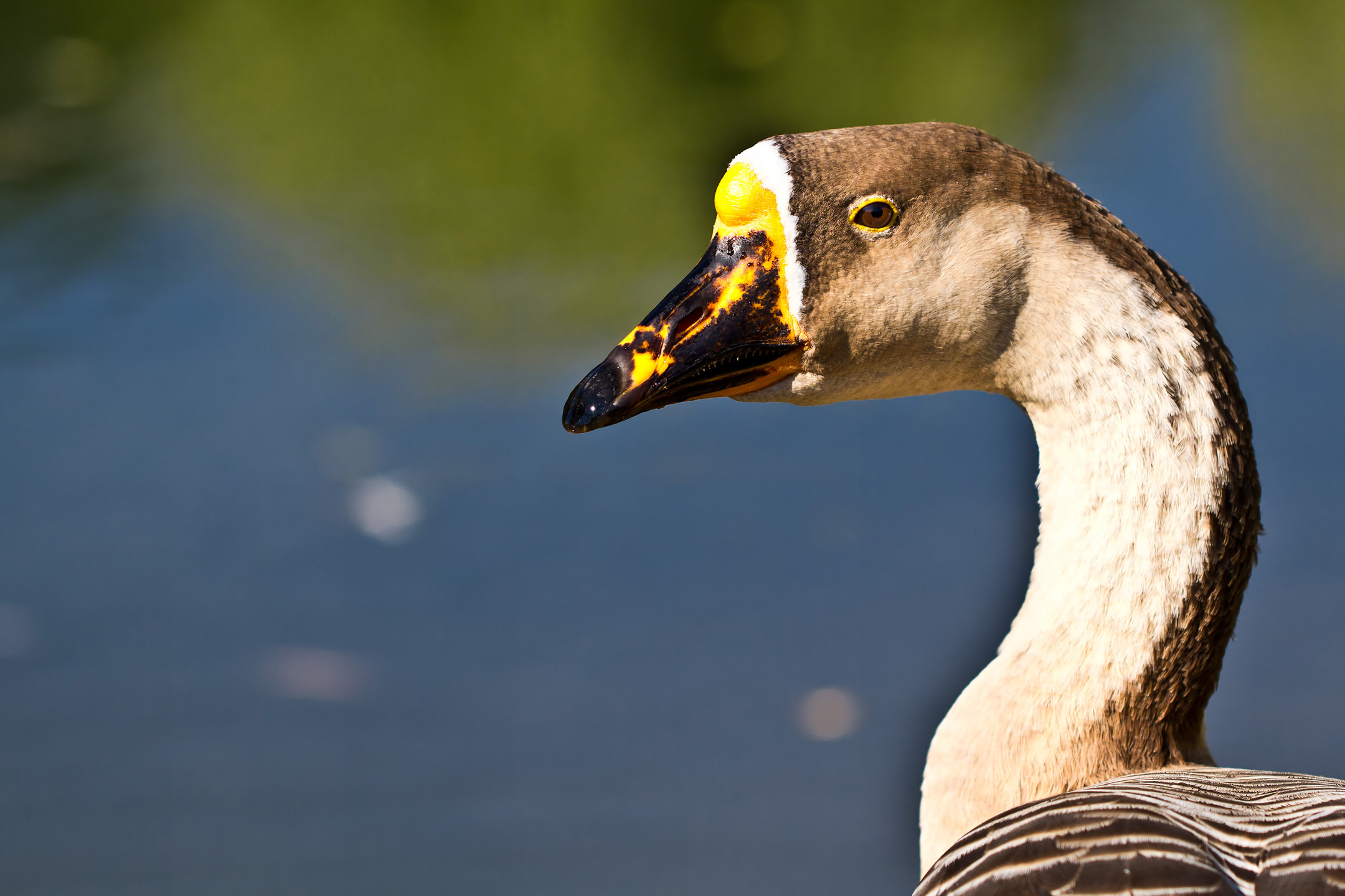 Hoecker-Gans